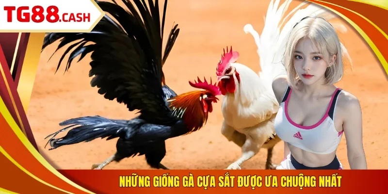 Đá Gà Cựa Sắt - Chơi Cược Nhanh, Kịch Tính, Thắng Lớn Những giống gà cựa sắt được ưa chuộng nhất