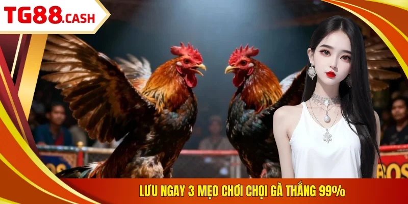 Đá Gà Cựa Dao - 3 Mẹo Thắng 100 Trận Từ Cao Thủ TG88 Lưu ngay 3 mẹo chơi chọi gà thắng 99%